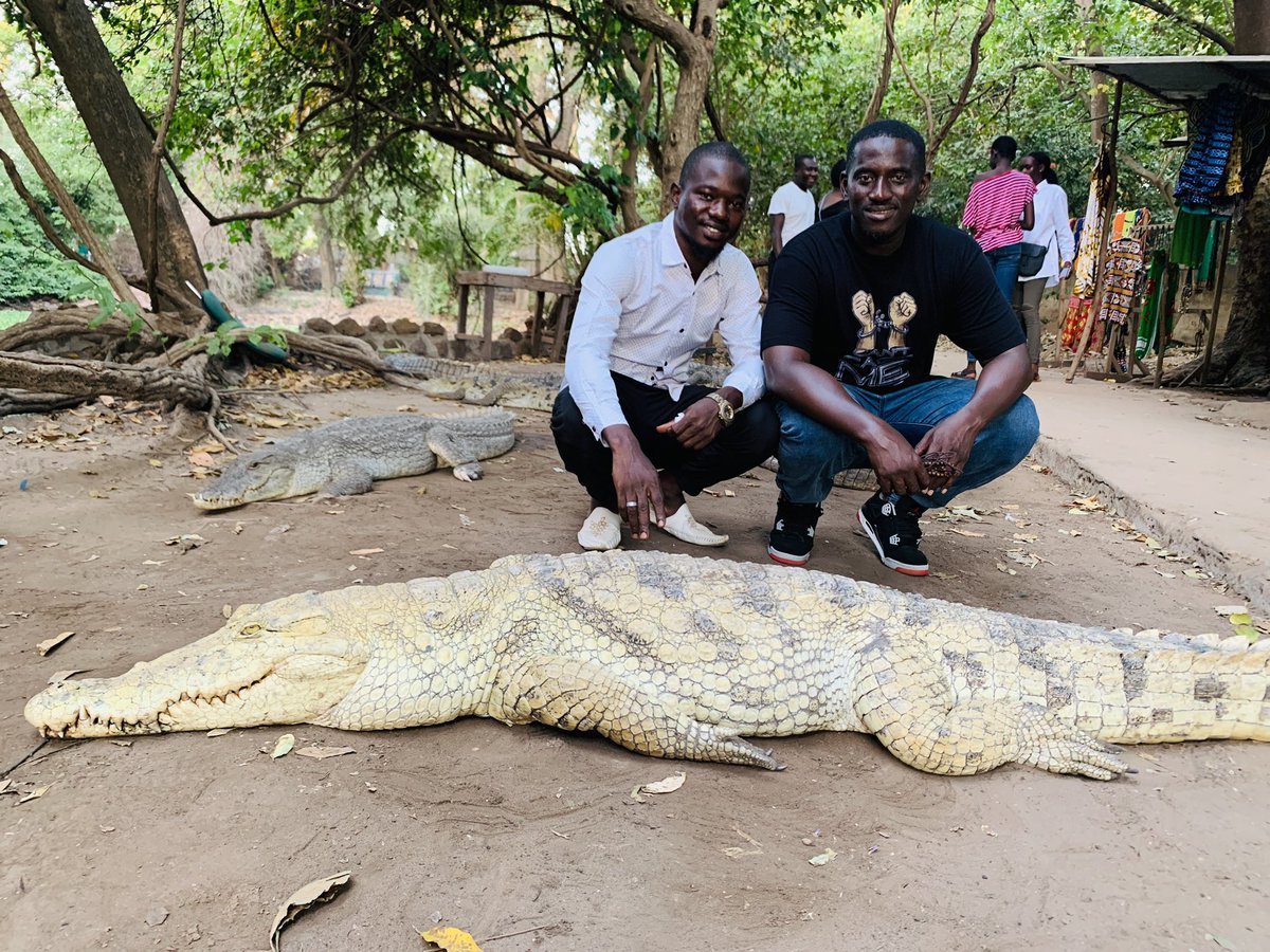 MSabally's tweet photo. And when we asked the crocs what’s the latest. They said: “Kana Song:
Can’t Cage Me” it is for us the #bravest”

Serekunda Ebotown junction
3730331 https://t.co/EpUrbRzMs7