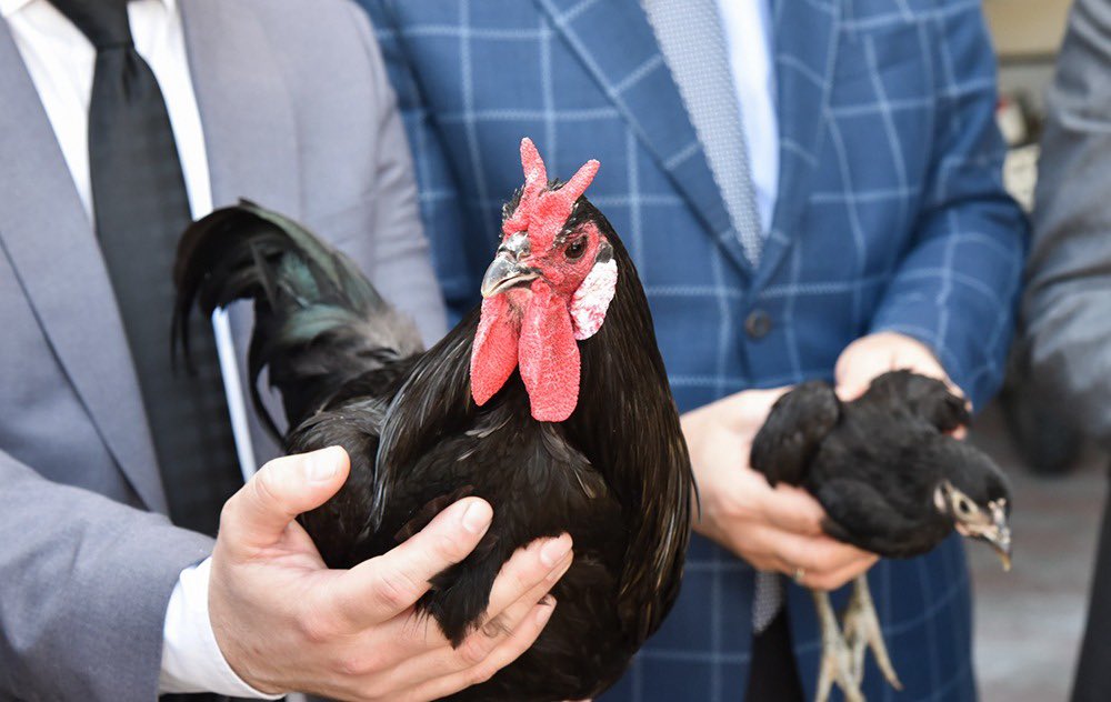 tkdkonline's tweet photo. Sinop Ticaret ve Sanayi Odası (STSO) Genç Girişimciler Kurulu Başkanı Melih Çınar ve beraberindeki heyet, Gerze ilçesinin coğrafi işaretli ürünlerinden saf kümes hayvanı ırkı “Hacıkadı tavuğu”nu tanıttı.

Detaylar için:
👇
https://t.co/Pa91OfJ0R9
#TKDK🇹🇷🇪🇺 #Sinop 
@sinoptso https://t.co/wfoTLqebWF