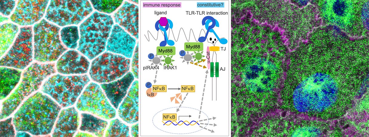 Katja Roeper (@katjaroeper) on Twitter photo New paper officially out in <a href="/Dev_journal/">Development</a> ! We show that TLRs/Tolls in human epithelial cells affect junctional cytoskeleton, tension and epithelial tightness. We were inspired to analyse this by the role of Tolls in fly morphogenesis, excellent collaboration with <a href="/AstraZeneca/">AstraZeneca</a> New paper officially out in <a href="/Dev_journal/">Development</a> ! We show that TLRs/Tolls in human epithelial cells affect junctional cytoskeleton, tension and epithelial tightness. We were inspired to analyse this by the role of Tolls in fly morphogenesis, excellent collaboration with <a href="/AstraZeneca/">AstraZeneca</a>