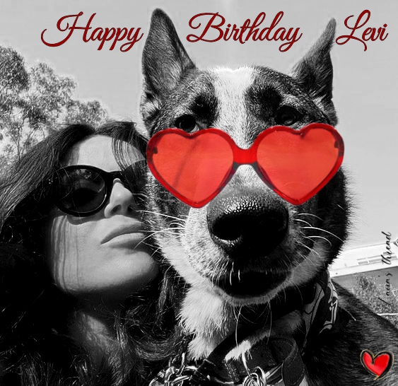Happy Birthday Levi ❤️ <a href="/LanaParrilla/">Lana Parrilla</a> #puppylove #LP
