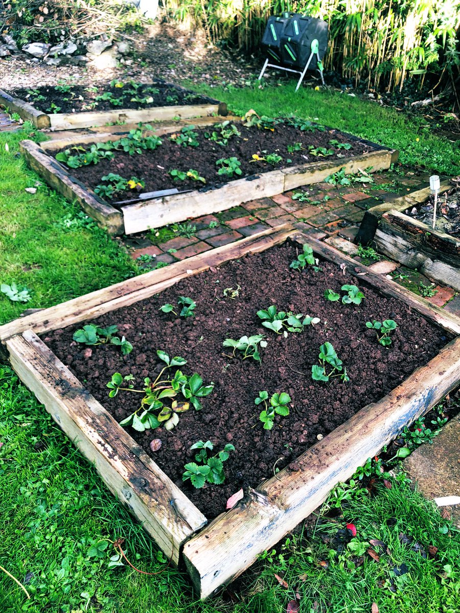 Simon_Akeroyd's tweet photo. Just planted up three more strawberry beds. You can never have too many strawberry plants (according to the person who was selling me the strawberry plants!) https://t.co/zUtQBS1BD1