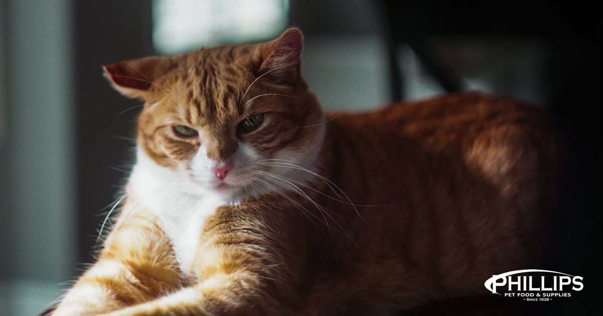 PhillipsPetFood's tweet photo. Visit your neighborhood pet store for a purr-fect selection of treats, toys, and essentials. Support your community and treat your feline friend to the best. 🐱💙 #ShopLocalPets #CatCare #CommunitySupport #MondayMeow #PhillipsPetFood https://t.co/afO42RfvL3