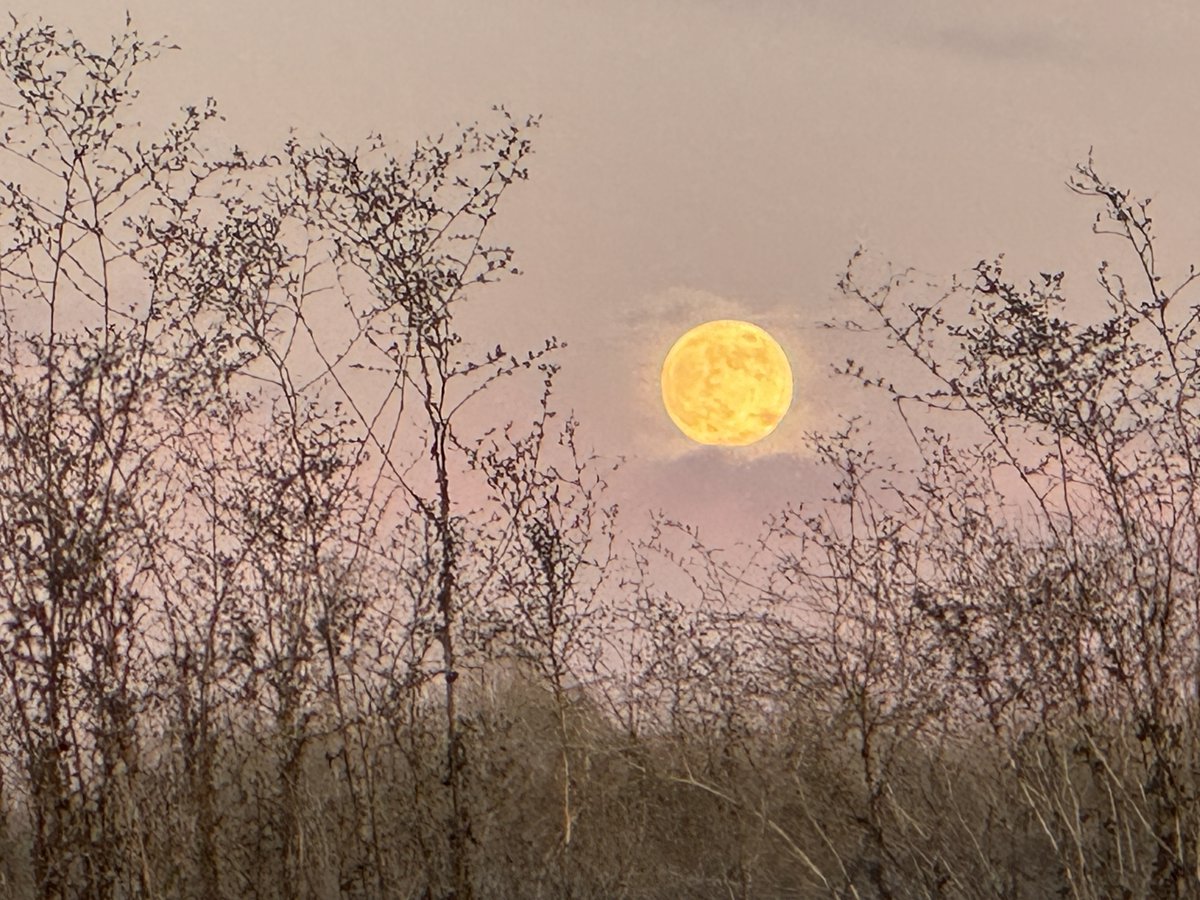 The next #fullmoon will be today, Monday, Nov. 27 at 4:16 a.m. EST (0916 GMT), but the moon will still appear full the night before and after. Last night in #Livermore, looking at the moon through the weeds...