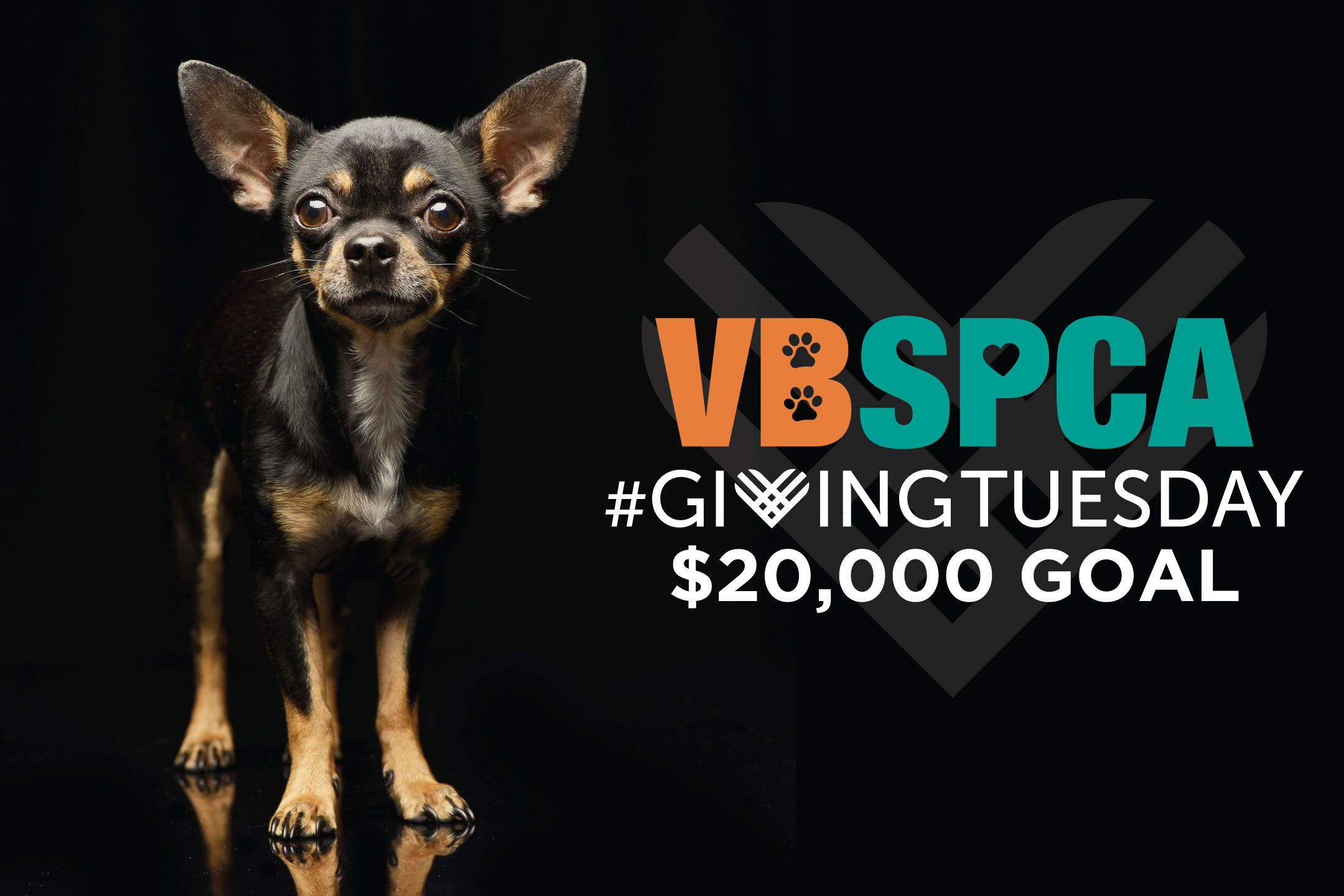 Vbspca puppies cheap