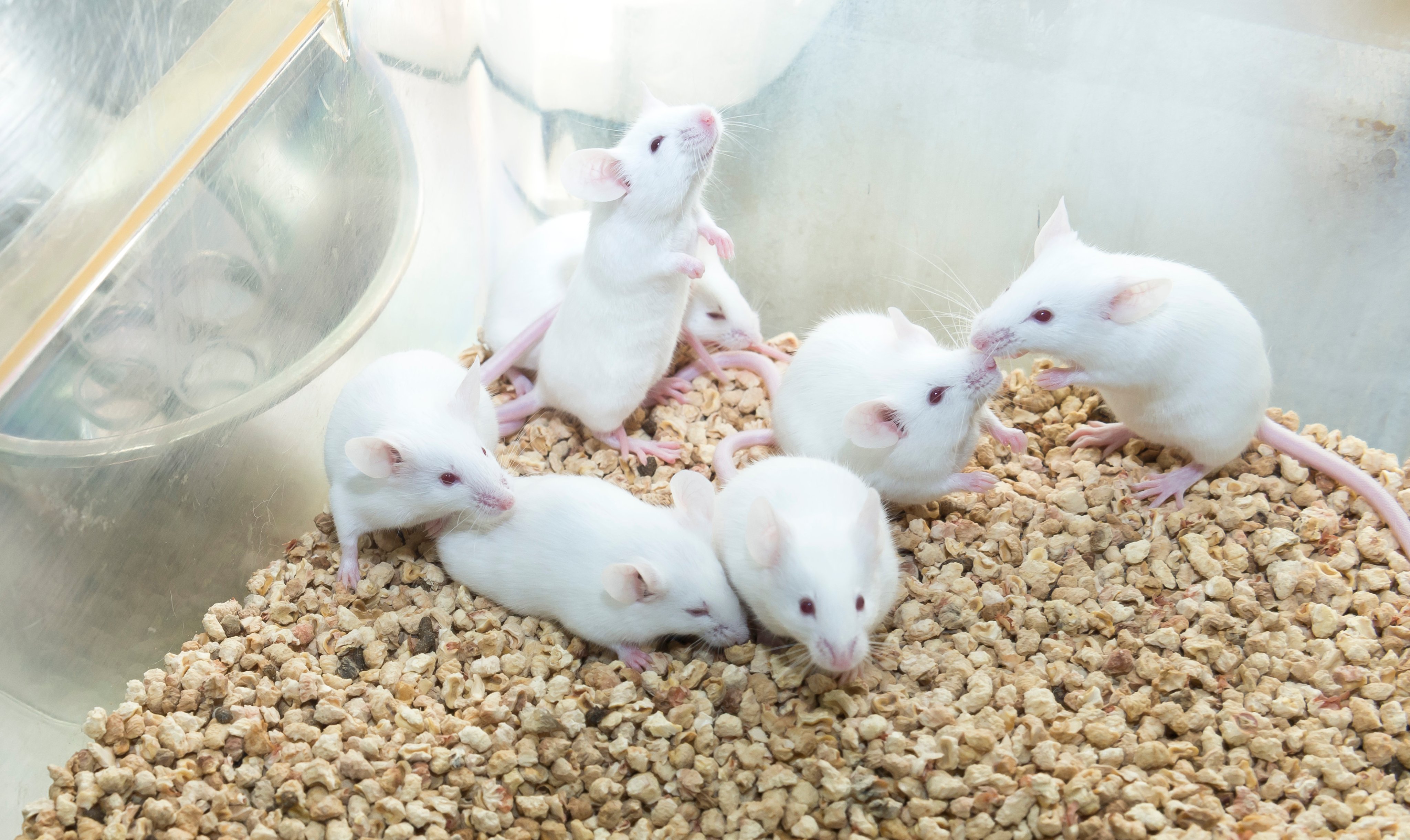 White mice cage 2025