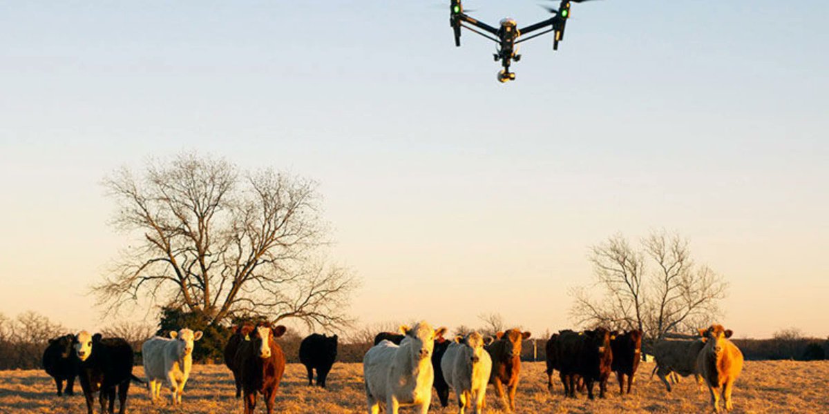 Congrats Botswana: every Botswana farmer, rancher, cow owner who owns a smartphone can monitor his/her cattle with drones from the comfort of home as gov makes technology available. Cattle theft has risen "alarmingly." App also notifies if cattle is straying over border into Zim.