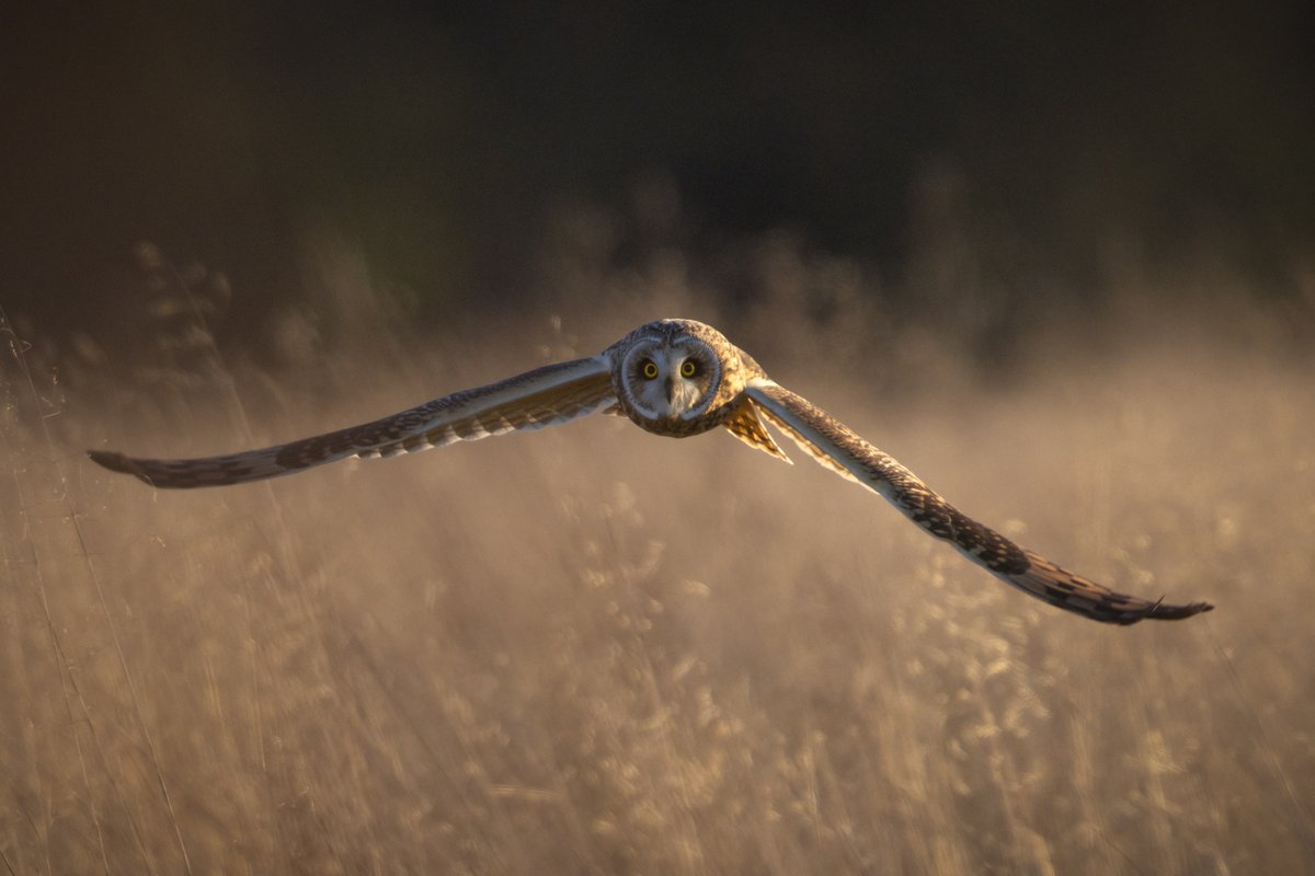 'Low Flying Cruise Missile' These owls are so extraordinary, apologies for 3rd week running, but boy they take patience and perseverance! In reality, they are so small & move like s-off-a-s! #WexMondays #sharemondays2023 #fsprintmonday #TwitterNaturePhotography #birdphotography