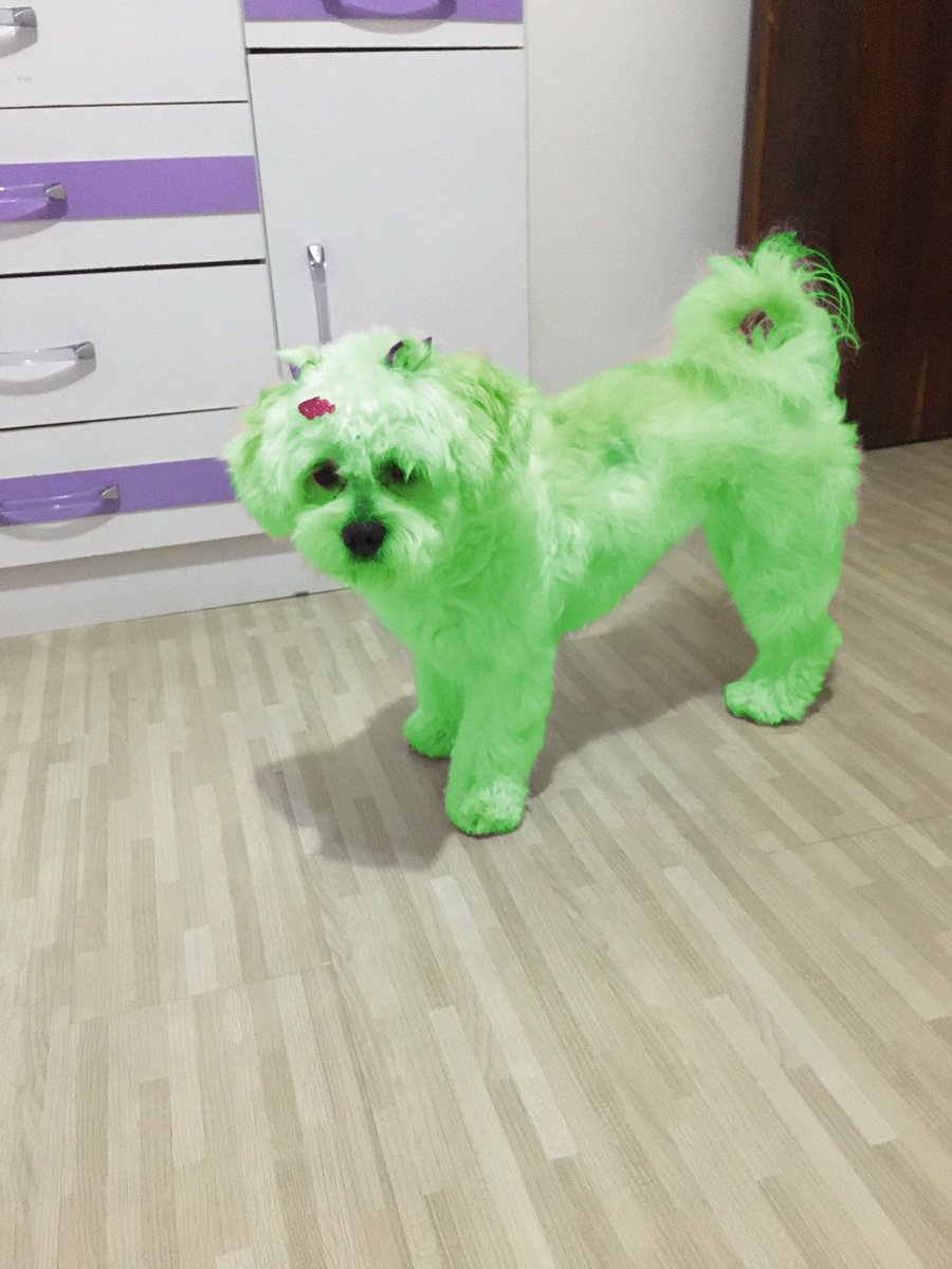 caloregfs's tweet photo. briguei com a louca da minha vizinha e olha oq a sem vergonha fez com a minha cachorra!!!!! https://t.co/GbJNUfBf3f