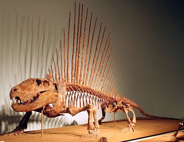 Field Museum tweet media
