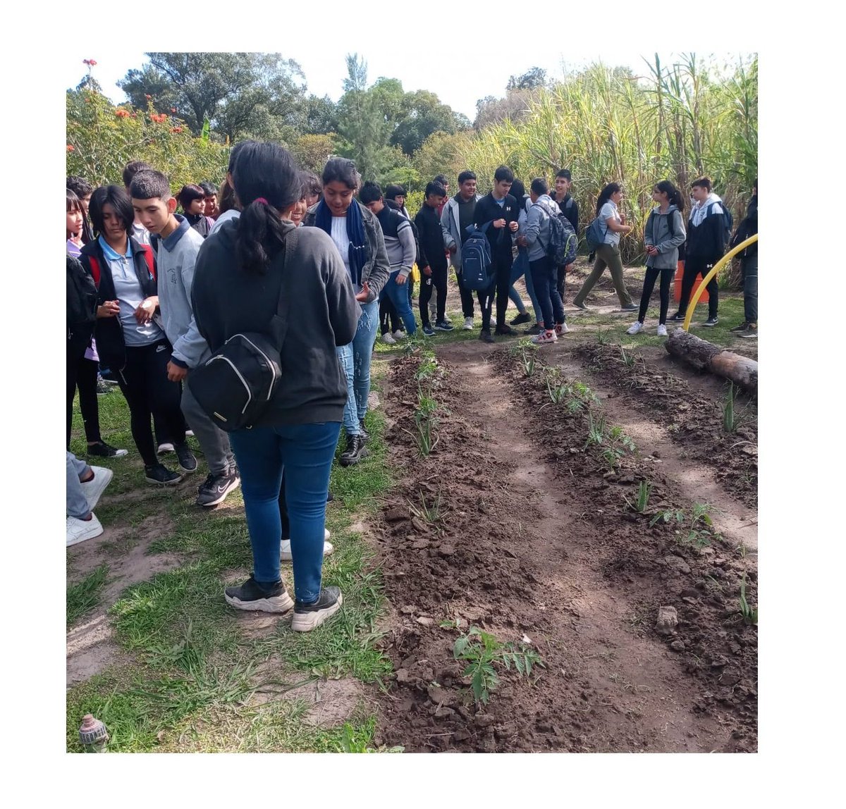 prohuerta's tweet photo. #TerritoriosProHuerta | Santa Fe

60 alumnos de la Escuela ESO N° 524 visitaron la huerta y granja educativa de Reconquista e intercambiaron conocimientos sobre árboles frutales implantados y nativos, la producción y diseño de huerta agroecológica. https://t.co/XYsjduVWgP