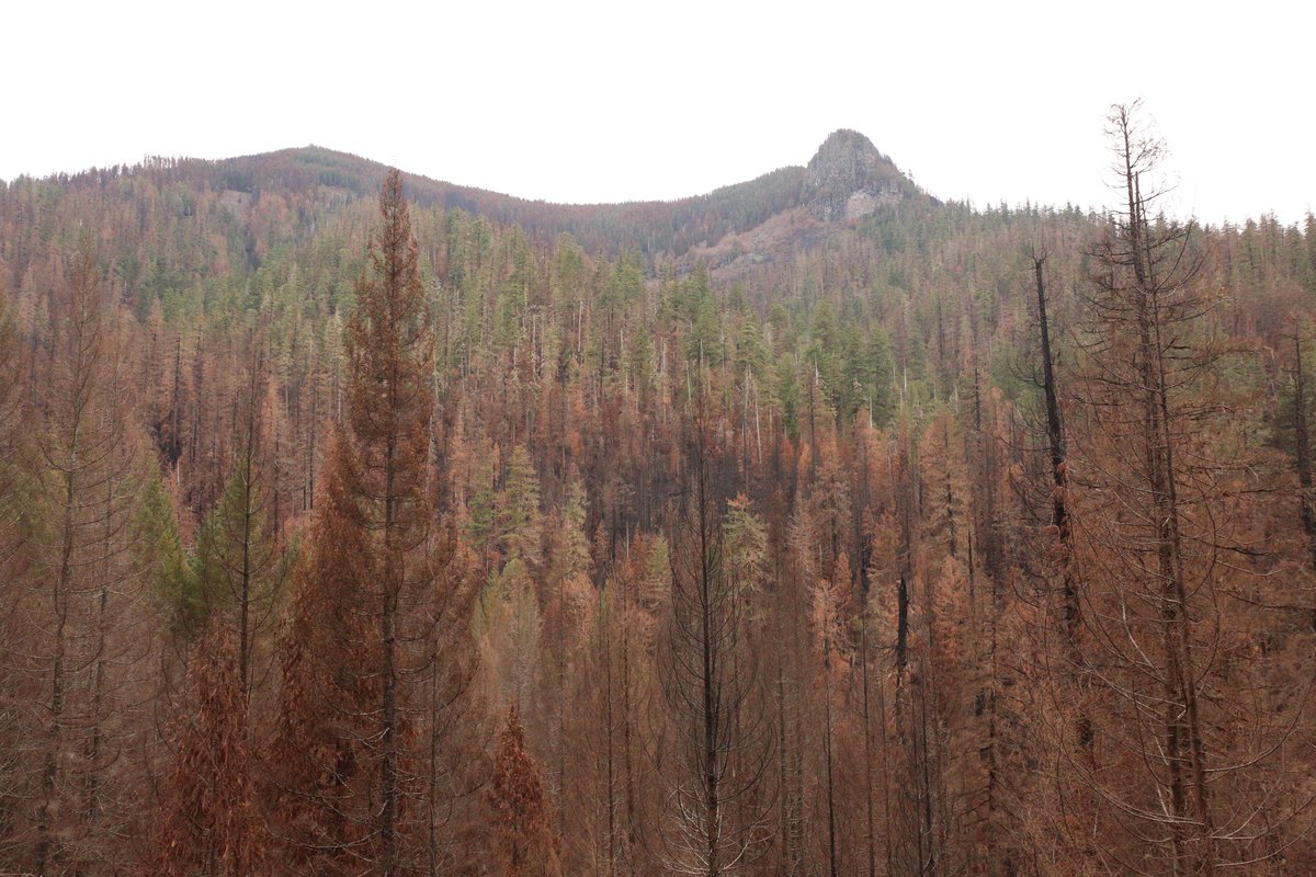 We will likely be hiring a research associate/postdoc at the HJ Andrews LTER (<a href="/HJA_Live/">Andrews Forest</a>) very soon. The focus will be on ecosystem, population and community responses to the Lookout Fire. Please DM me if this interests you. <a href="/USLTER/">US LTER</a>