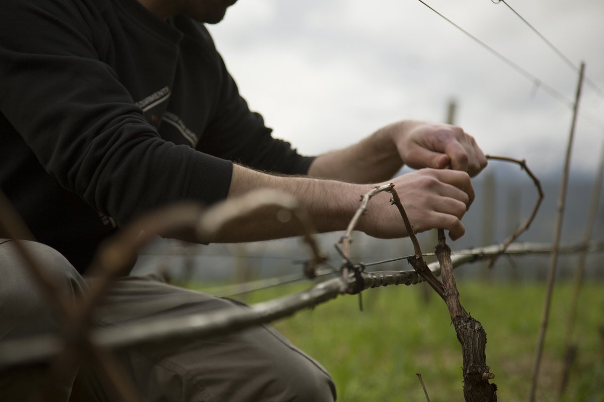 Designing a #vineyard is a carefully thought-out process. At #VinhoVerde we take into consideration a range of factors including vine spacing, density, row orientation, canopy management, and ground cover.  All of these contribute to the development of our #grape varieties.