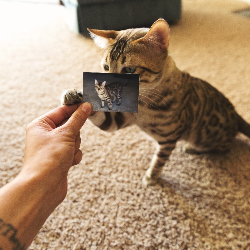 stickermule's tweet photo. Make purr-fect stickers for only $1. Try Sticker Mule today and get 10 custom stickers for $1.