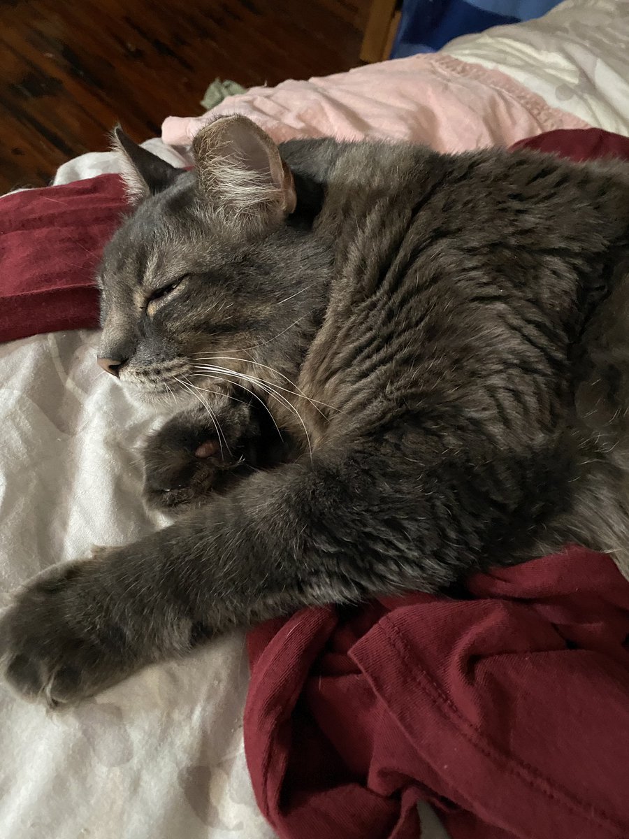 BBGsWorld's tweet photo. Monday Cold Blues ❤️
#mondaycoldblues 
#monday #coldblues 
#bbg #bbgsworld 
#cats #catsofX https://t.co/BzEtrihGUr