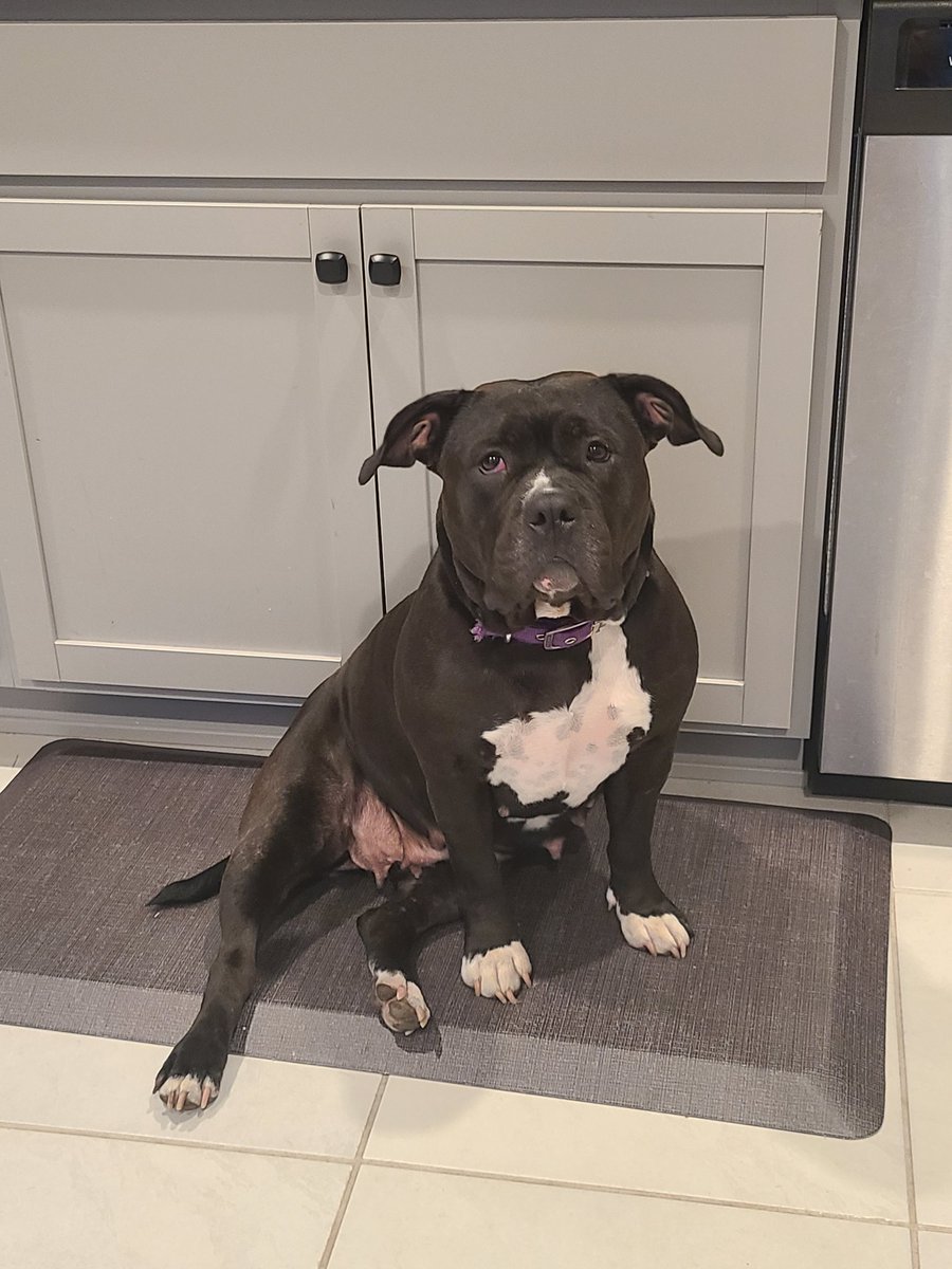 brookW12's tweet photo. Everyone stop what you're doing and look at this gorgeous gorgeous girl https://t.co/Li9GsyxMR8