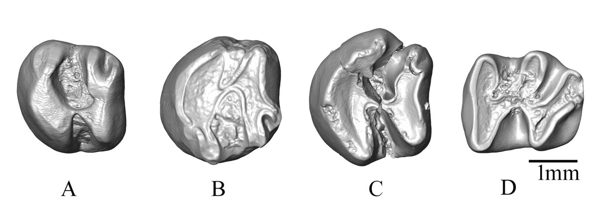A treasure trove of Miocene #mammals from the #Siwalik foothills of the #Himalayas brings new insight into the #paleontology of #India.

These #fossils are the first micromammals from the town of Dunera and establish that the locality is 10-11 million years old.