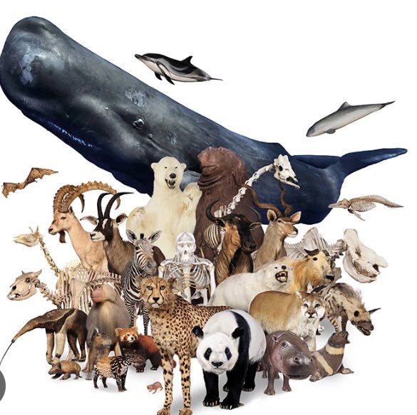 Дэлхийд ойролцооr 2 сая орчим амьд амьтан, ургамалын төрөл зүйл байдаг аж.Үүний дотор 1сая орчим 🦋🐝🐞🪲, 400мян орчим 🍄🌲🌴🌼,9мян орчим 🕊🦅🦆🦜,6мян орчим 👫🐒🐬🦁. Homo sapiens бид 200-150мян жилийн өмнө африкт амьдарч байгаад70 мян жилийн өмнөөс бүх дэлхийд тархан жанжилж.