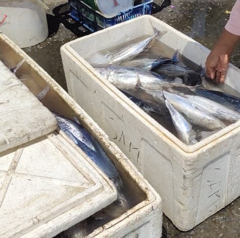 PiSunarsi's tweet photo. Senin, 27/11/23. Sunarsi Ibrahim, Luhkan Kabupaten Halmahera Selatan, hasil tangkap pak Abdullah, ikan cakalang sebanyak 80 Kg denga harga jual Rp. 20.000
#GiatLuhkanSatminkalAmbon 
@BP3_Ambon 
#Luhlapor
#Tangkap https://t.co/LLfmGpCirF