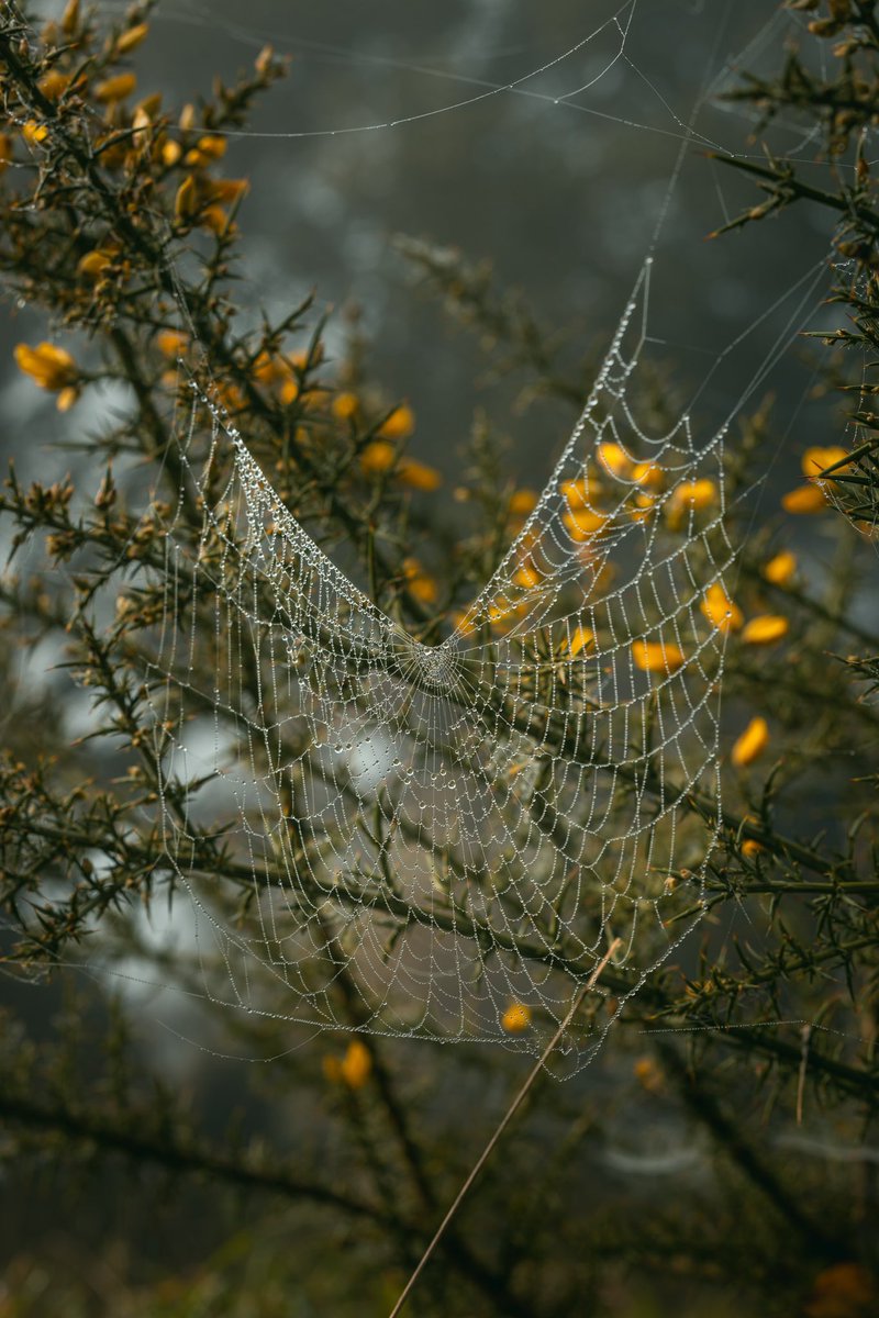 Autumn’s details

#photography #photographer #photo #NFT #nftphotography #nature #NatureBeauty #NaturePhotography #Autumn #Details