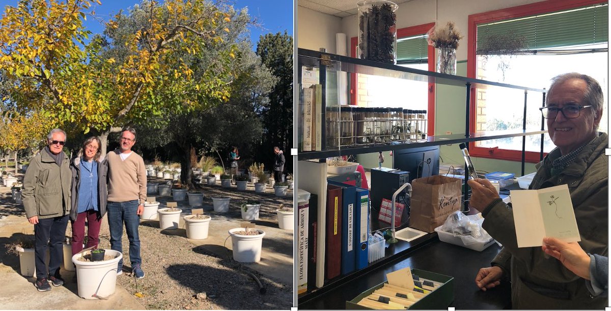 Aldo Merotto (@aldomerotto) on Twitter photo The Weed Garden of <a href="/CITAAragon/">CITA Aragón</a>. That was like Disneyland to me!!! Probably one one of the largest in the world. Thanks to Carlos Zaragosa and Alicia Cirujeda for the tour. The Weed Garden of <a href="/CITAAragon/">CITA Aragón</a>. That was like Disneyland to me!!! Probably one one of the largest in the world. Thanks to Carlos Zaragosa and Alicia Cirujeda for the tour.