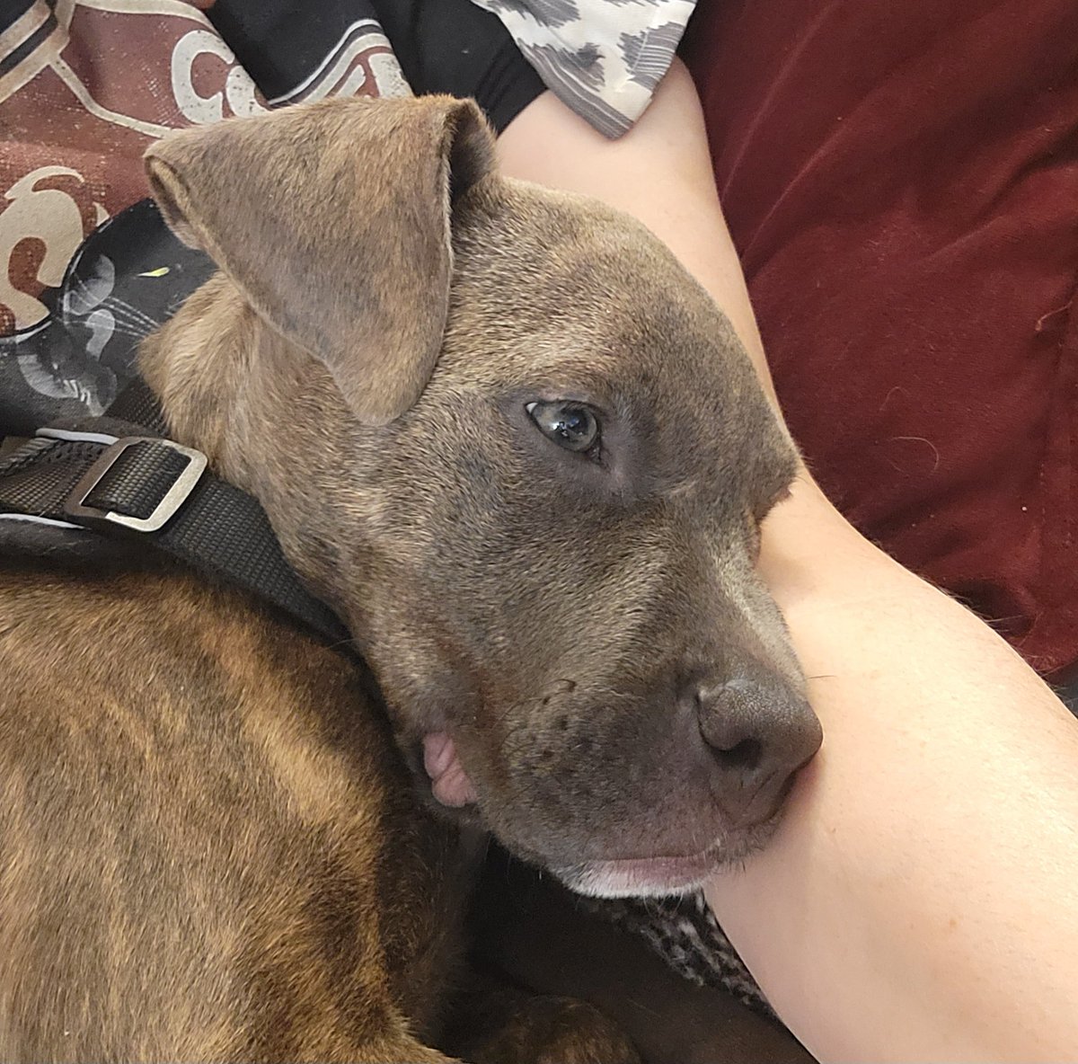 m_m_chouinard's tweet image. Meet Zoey, my newest writing partner. ✍️ ❤️🐕 #pibble #pibblesofinstagram #puppylove