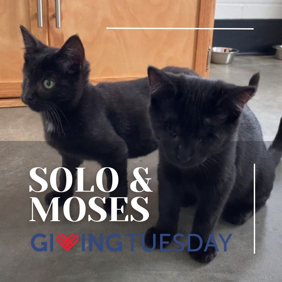 Kitsap Humane Society tweet media