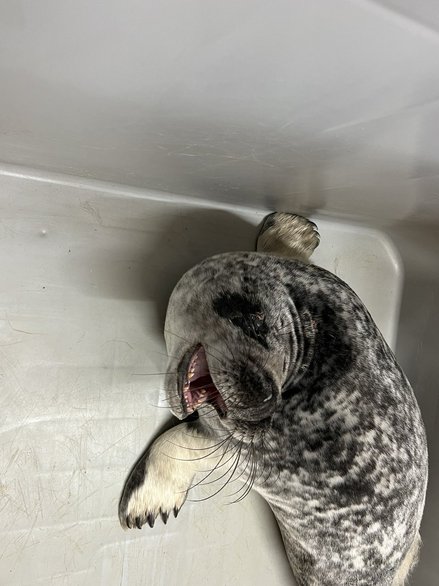 “Bertha” has an eye infection so she’ll be spending a couple of days at the vets whilst antibiotics are administered. Thank you to @NTNorthd_Coast for access. She was a hefty 26.2kg @BDMLR @nationaltrust @NorthWildlife @farnesdiving