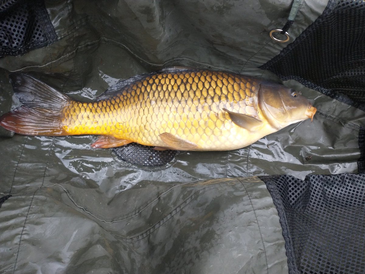 sean271289's tweet photo. Tough day fishing today was blanking most of the day started packing up and turn around and had a fish on #lastknocking #feederfishing #9lb9oz #clublake #RDAA https://t.co/8zdLGmwp1G
