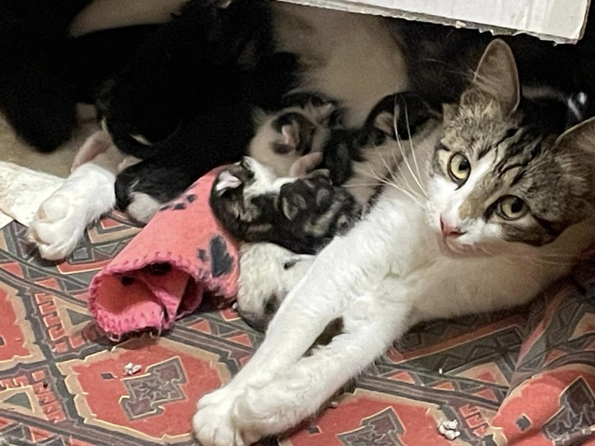 Yorkscatrescue's tweet photo. Peggy is an amazing mum and is so nurturing with her babies! They are all doing well and there are lots of squeaks and purrs coming from her little safe spot. 

Peggy is very protective of her babies so her foster mummy is taking things slow. 🐾 😻

#CatsOfTwitter https://t.co/0fNfONknqM