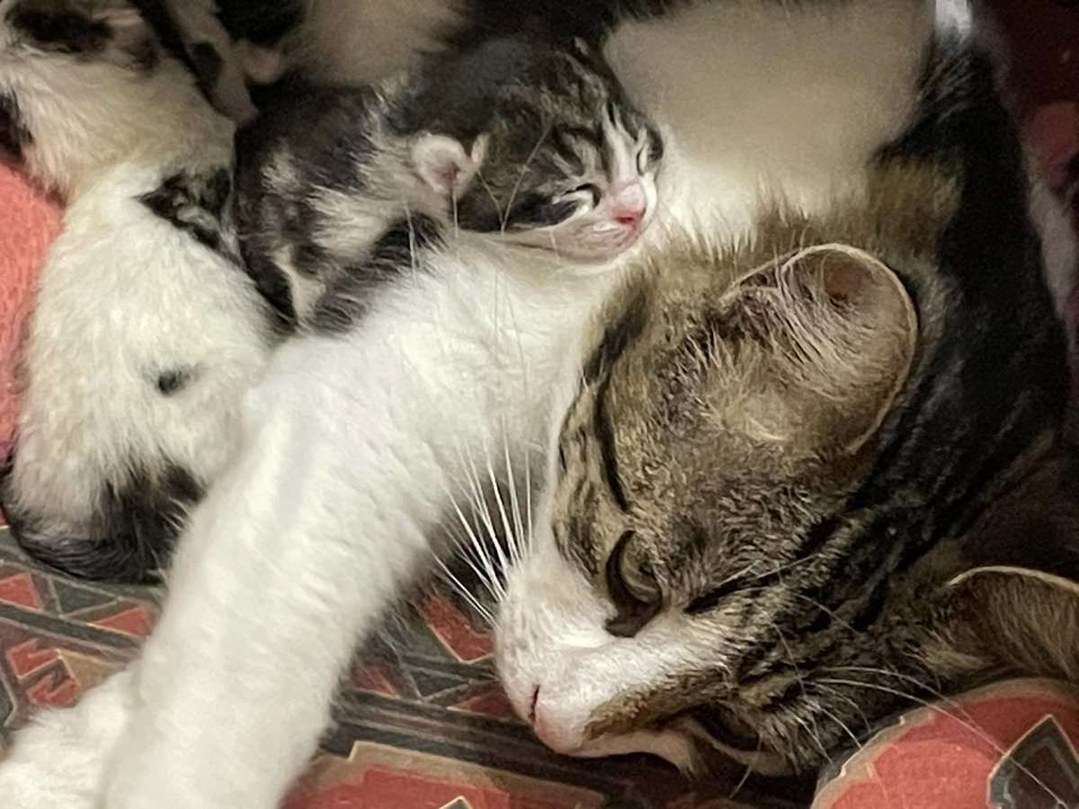 Yorkscatrescue's tweet photo. Peggy is an amazing mum and is so nurturing with her babies! They are all doing well and there are lots of squeaks and purrs coming from her little safe spot. 

Peggy is very protective of her babies so her foster mummy is taking things slow. 🐾 😻

#CatsOfTwitter https://t.co/0fNfONknqM