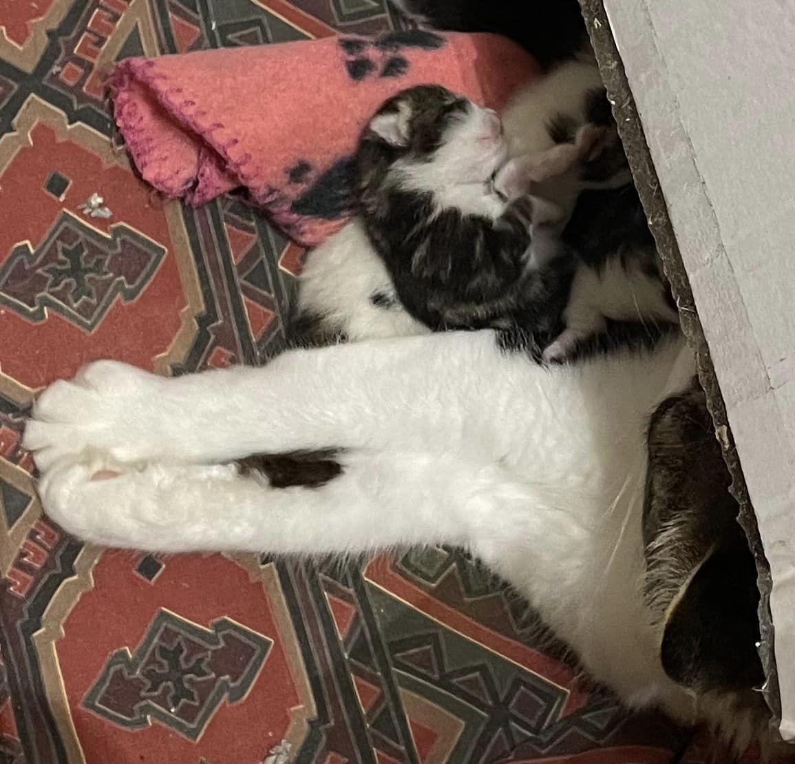 Yorkscatrescue's tweet photo. Peggy is an amazing mum and is so nurturing with her babies! They are all doing well and there are lots of squeaks and purrs coming from her little safe spot. 

Peggy is very protective of her babies so her foster mummy is taking things slow. 🐾 😻

#CatsOfTwitter https://t.co/0fNfONknqM