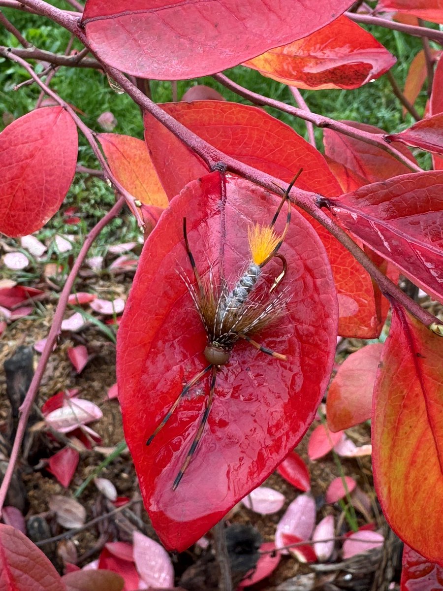 modfisherman's tweet photo. Little stone fly to start the day with! #flyfishing
#flytying https://t.co/NyVBCHhwlI