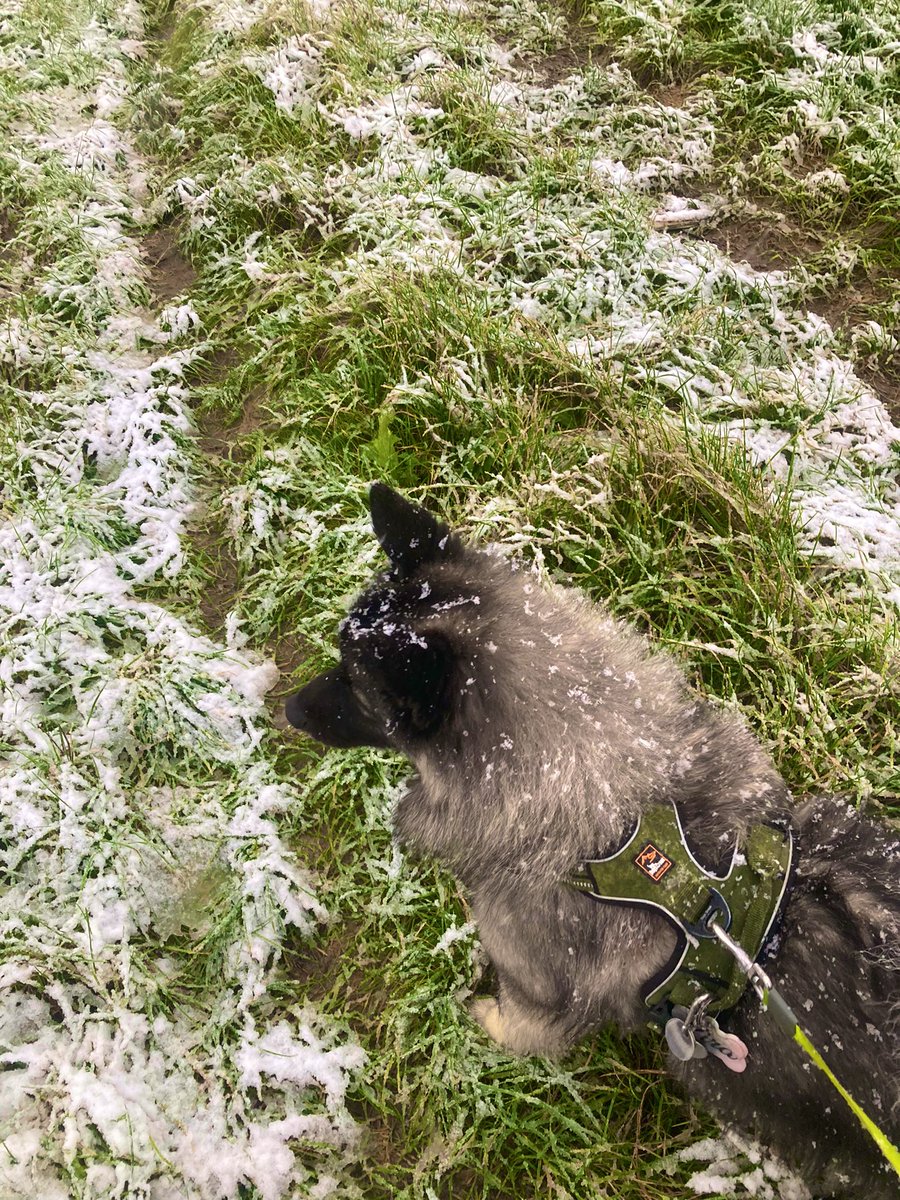 PawSpitzfamily's tweet photo. #HappyMonday
First snow this winter 🥰❄️ Had a great walk in the snow ❄️ Didn't expect snow here 😳 #snowdog #wolfspitz https://t.co/564gzaOw0N