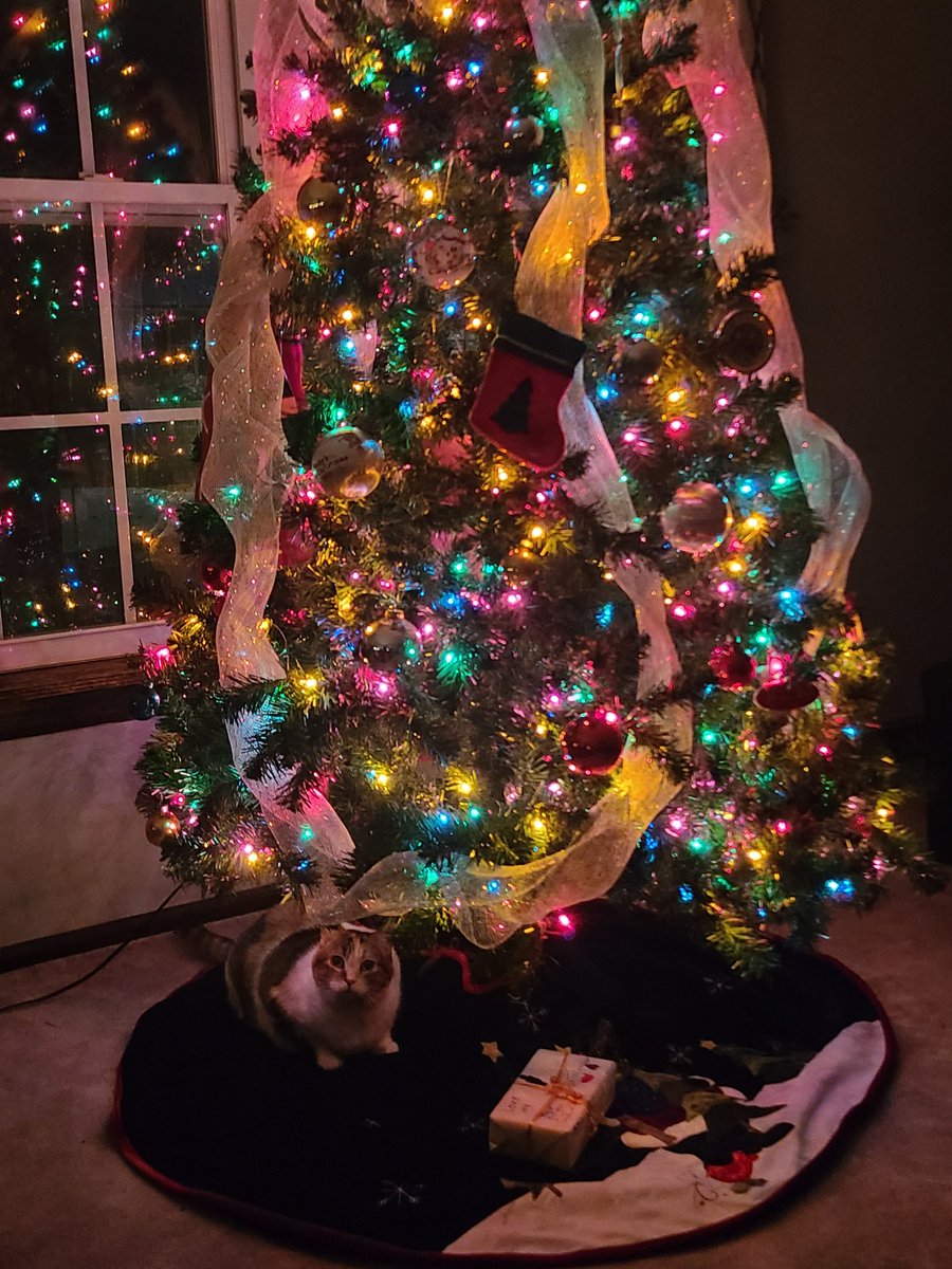 RoguesHouse's tweet photo. Your present is already under the tree, and it's me! I'm Rogue! https://t.co/IFP78a4L85