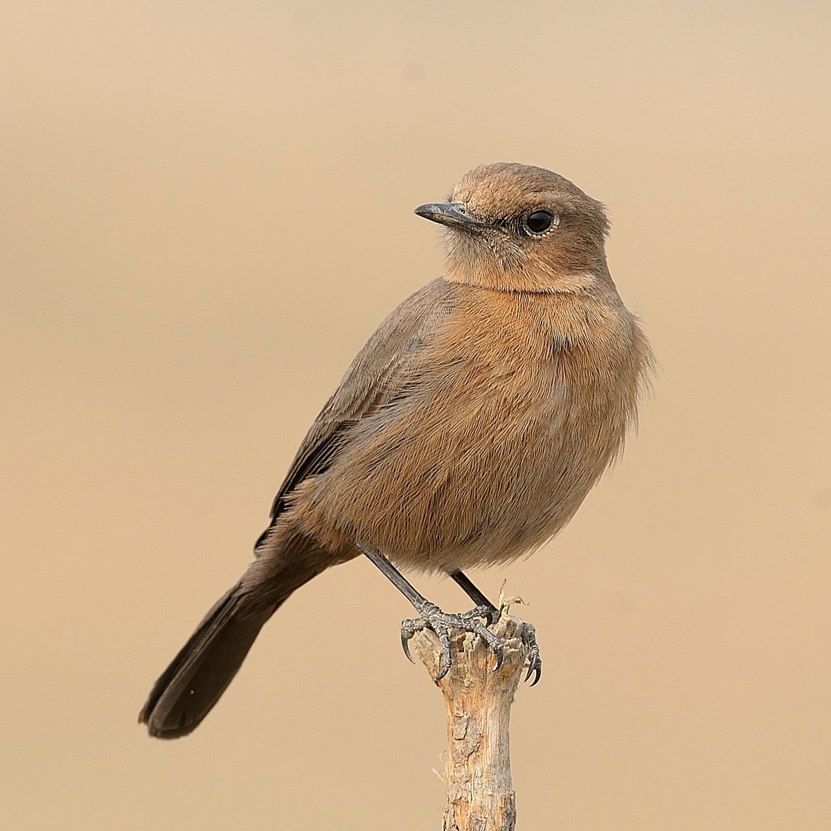 kirola_hemant's tweet photo. Let's make this Saturday as #CHATurday... 
Do share your beautiful Chats, Stonechat, bushchat, bush-robin, Redstart, Wheatear etc.

A plain chocolate-brown chat, often seen standing tall and proud on ridges &amp; cliff edges

Brown Rock Chat

#ThePhotoHour #IndiAves #birds https://t.co/bk8WLPtxFP