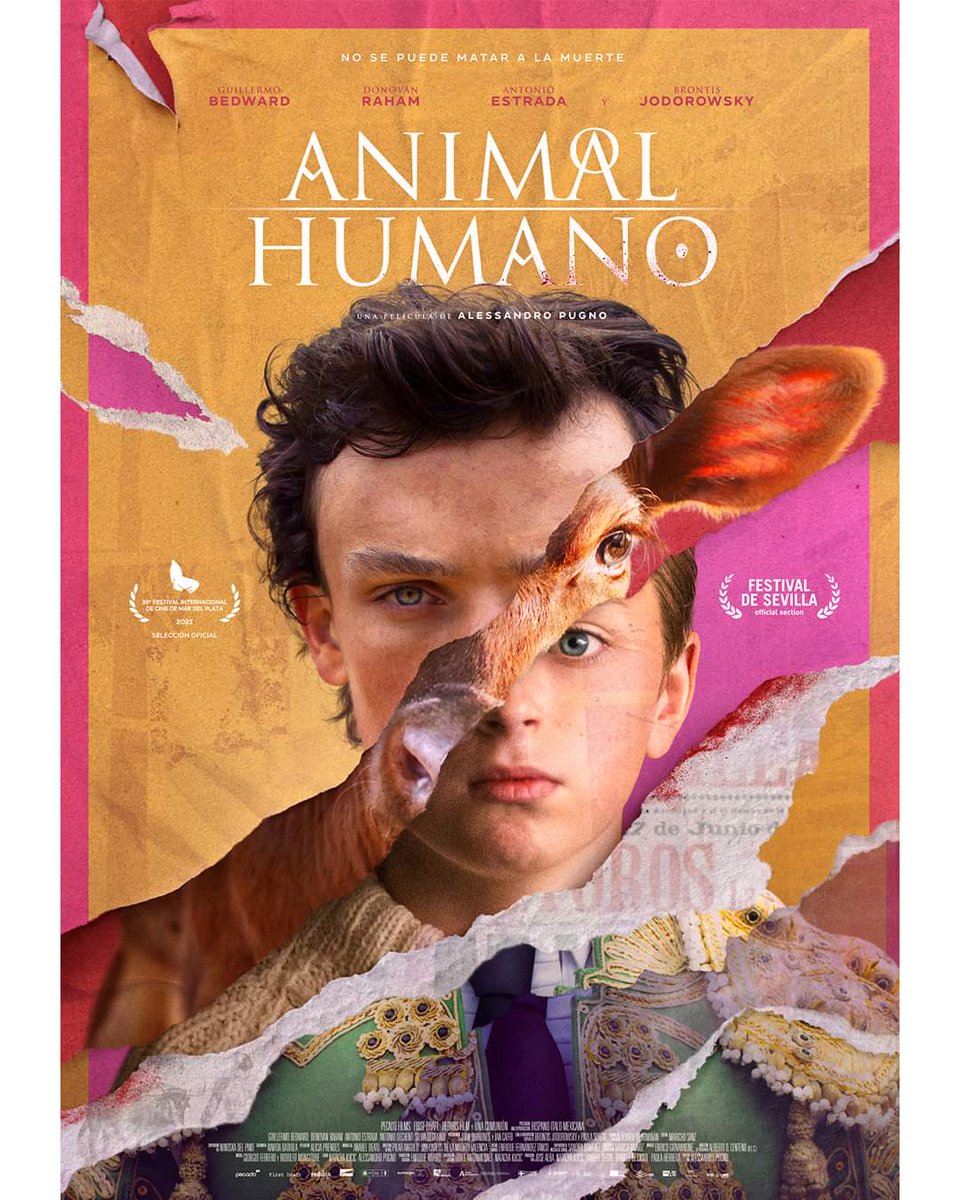 Bart_Rebollo's tweet photo. Ayer se presentó en el  @festivalsevilla "Animal Humano" de Alessandro Pugno 

“¿Y si hiciéramos una película de un niño que quiere ser torero y de un becerro que va a ser toro?”
En esta película realicé varios props y aporté bastante atrezzo

#animalhumano #pecadofilms https://t.co/A9v3bUM9Tw