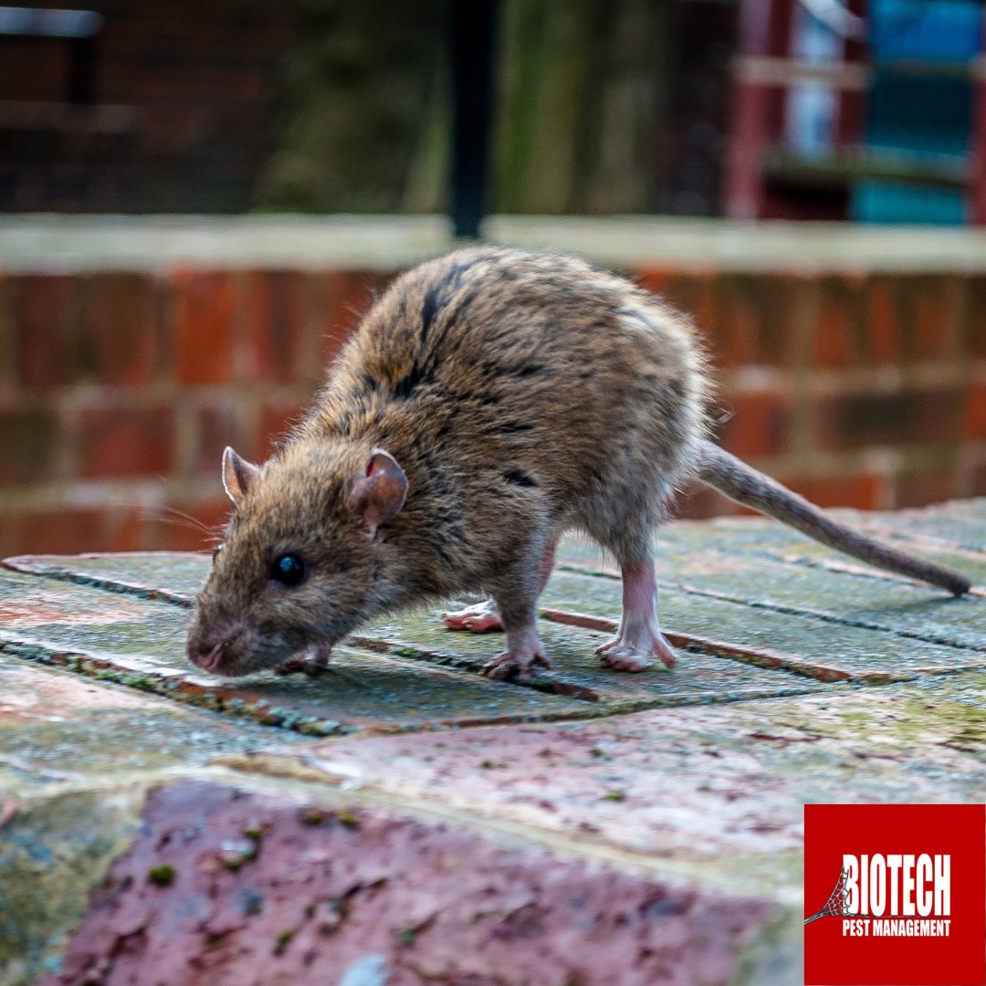biotechpestsc's tweet photo. 🐀 Smart, 𝘯𝘰𝘤𝘵𝘶𝘳𝘯𝘢𝘭, and quick to reproduce, 𝗥𝗮𝘁𝘀 are common in South Carolina. While you may be tempted to use 𝗥𝗮𝘁 𝗣𝗼𝗶𝘀𝗼𝗻 ☠️ to control this issue, it can be very harmful to humans, pets and wildlife. 🐶🐱 https://t.co/tXl8k8f65D