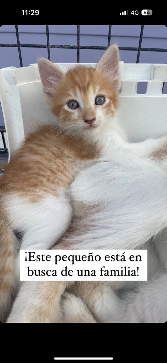 lithiumsodium_'s tweet photo. En Barranquilla 🙏🏼 + info al DM https://t.co/lHD0uXRVAQ