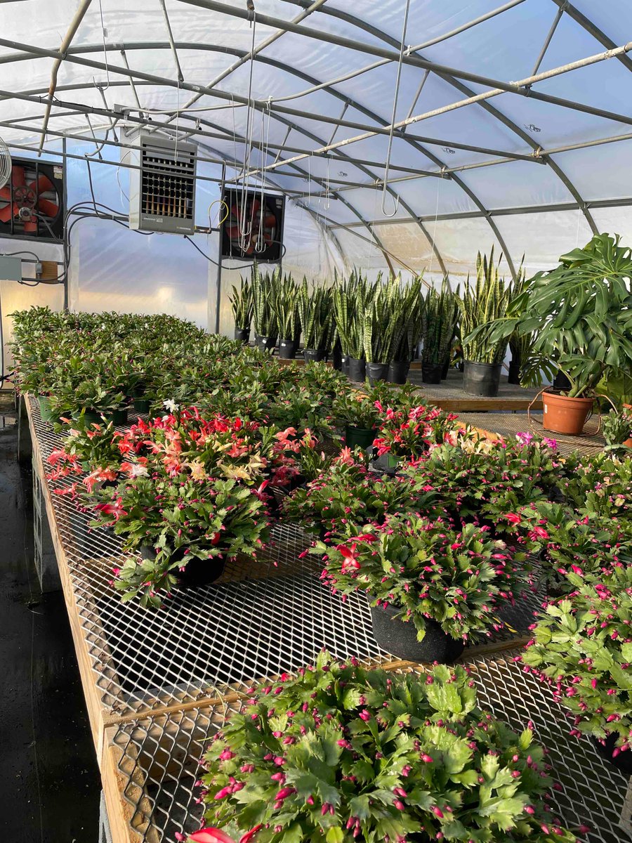 bushman28690's tweet photo. Poinsettias, christmas cactus, and calla lillie’s, oh my!
Settlemyre’s got the best quality and biggest variety around. 

P.S…… these make fantastic gifts for your close friends and loved ones 😉 https://t.co/FcEQbbaAkO