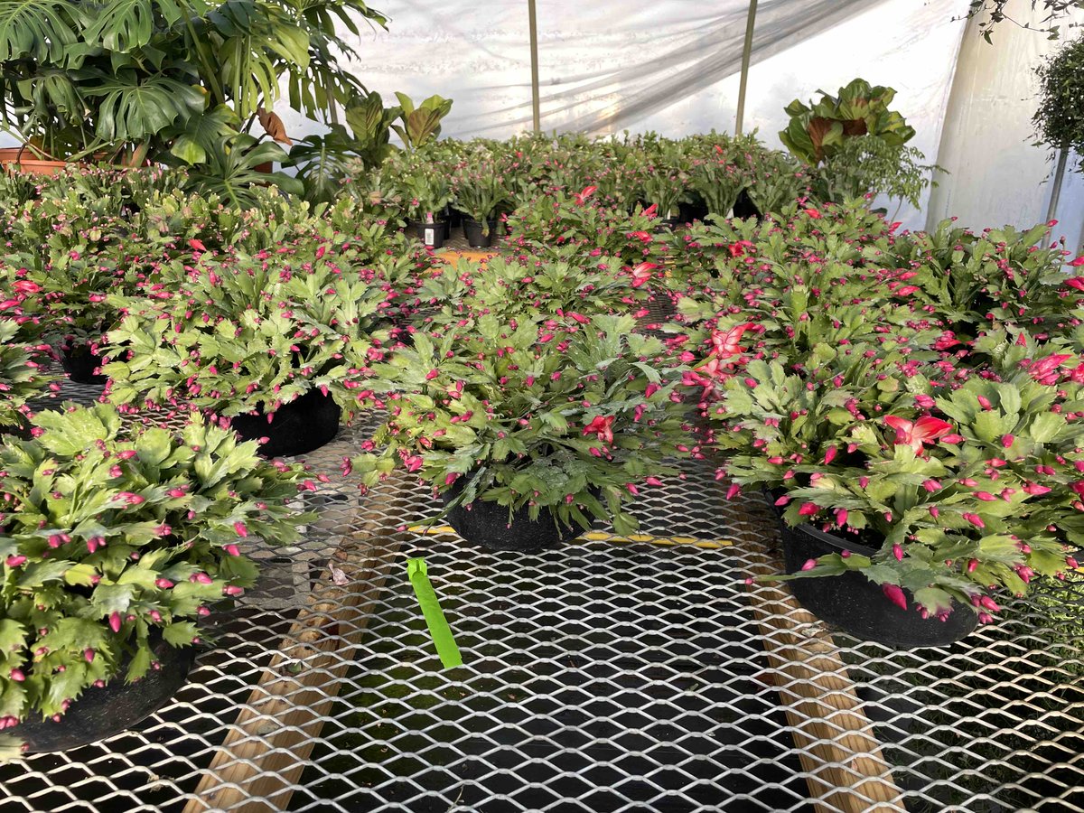 bushman28690's tweet photo. Poinsettias, christmas cactus, and calla lillie’s, oh my!
Settlemyre’s got the best quality and biggest variety around. 

P.S…… these make fantastic gifts for your close friends and loved ones 😉 https://t.co/FcEQbbaAkO