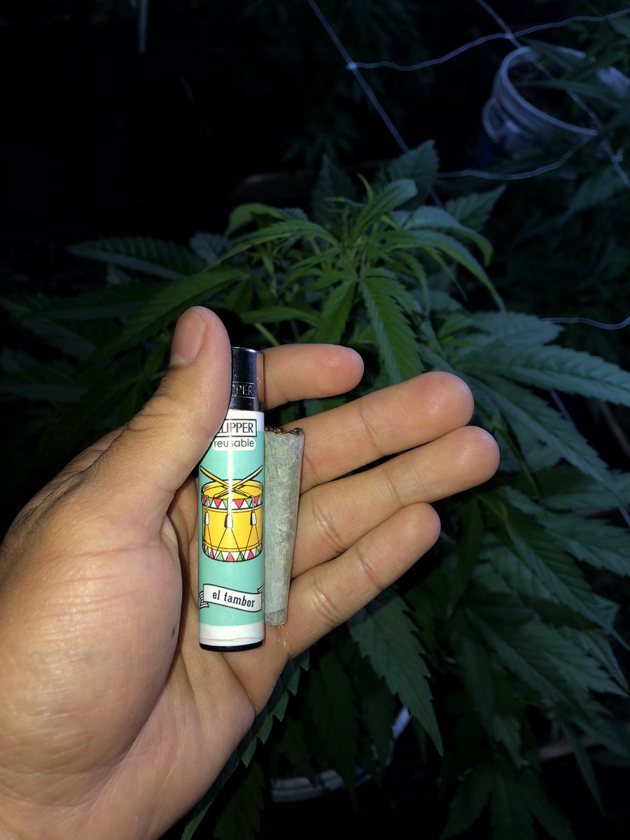 Green_Roses421's tweet photo. Cultivo Orgánico de Green Roses🌹🔥

#GreenRoses #Weedmx #CannabisCulture https://t.co/gw57gVrRjx