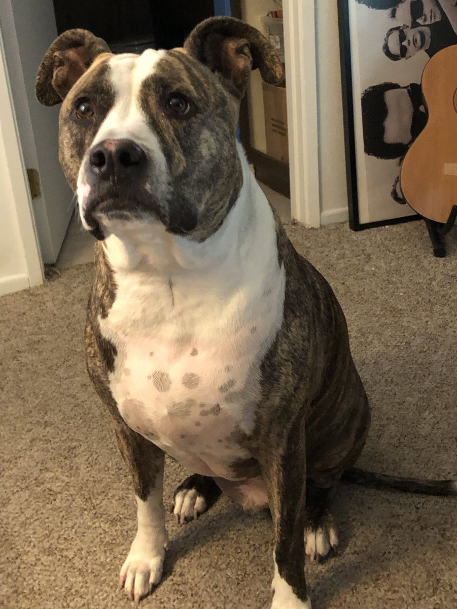 HorizonJade79's tweet photo. If you see this, post a dog. 🐶��️ https://t.co/7L4XurueC2