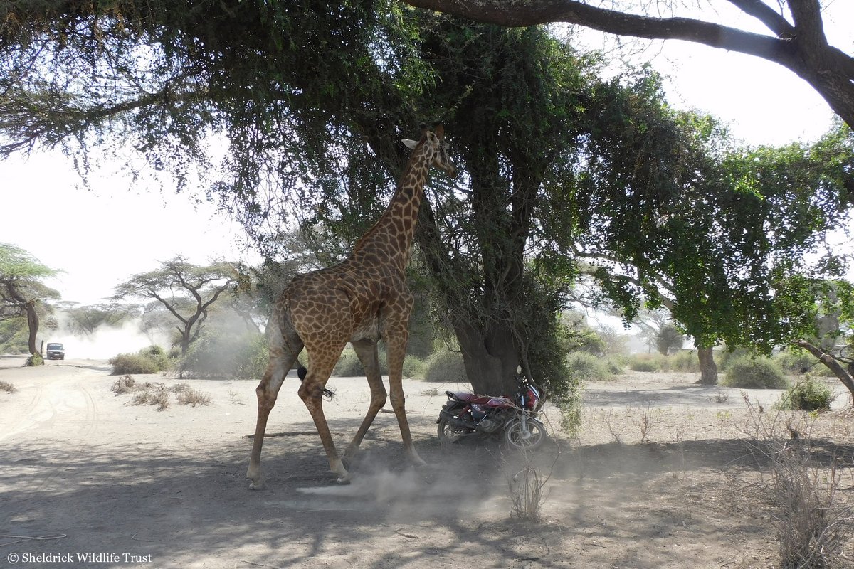 The report came from Rombo rangers: a giraffe had a spear lodged in its belly. Using a tranquilizer &amp; ropes to carefully guide him down to the ground &amp; avoiding a fall, SWT/KWS Amboseli Vet Unit then administered emergency treatment in-situ. To our donors: YOU make this possible.