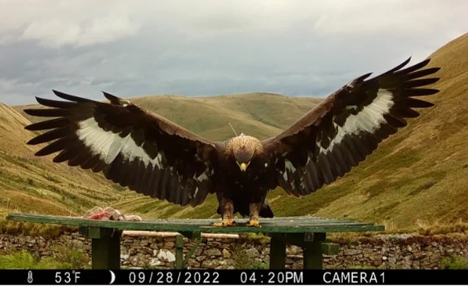 'Missing' golden eagle is from high profile South Scotland Golden Eagle Project.

Press release from the project team ⬇️⬇️
raptorpersecutionuk.org/2023/11/27/mis…