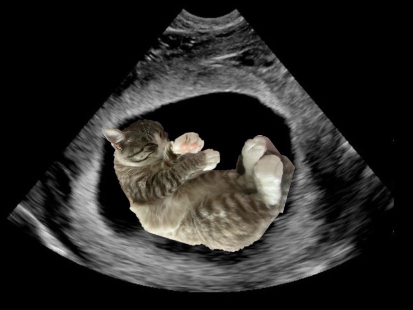 “he’s not your son!! he’s a cat”

explain this baby scan then ‼️