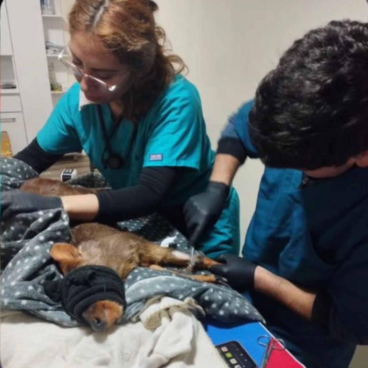 ladera_sur's tweet photo. #EstáPasando ¿Hasta cuándo? En menos de cinco días, nuevo ataque de perros a una hembra pudú embarazada https://t.co/gn5k71UNxO