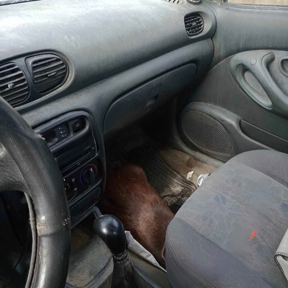 ladera_sur's tweet photo. #EstáPasando ¿Hasta cuándo? En menos de cinco días, nuevo ataque de perros a una hembra pudú embarazada https://t.co/gn5k71UNxO