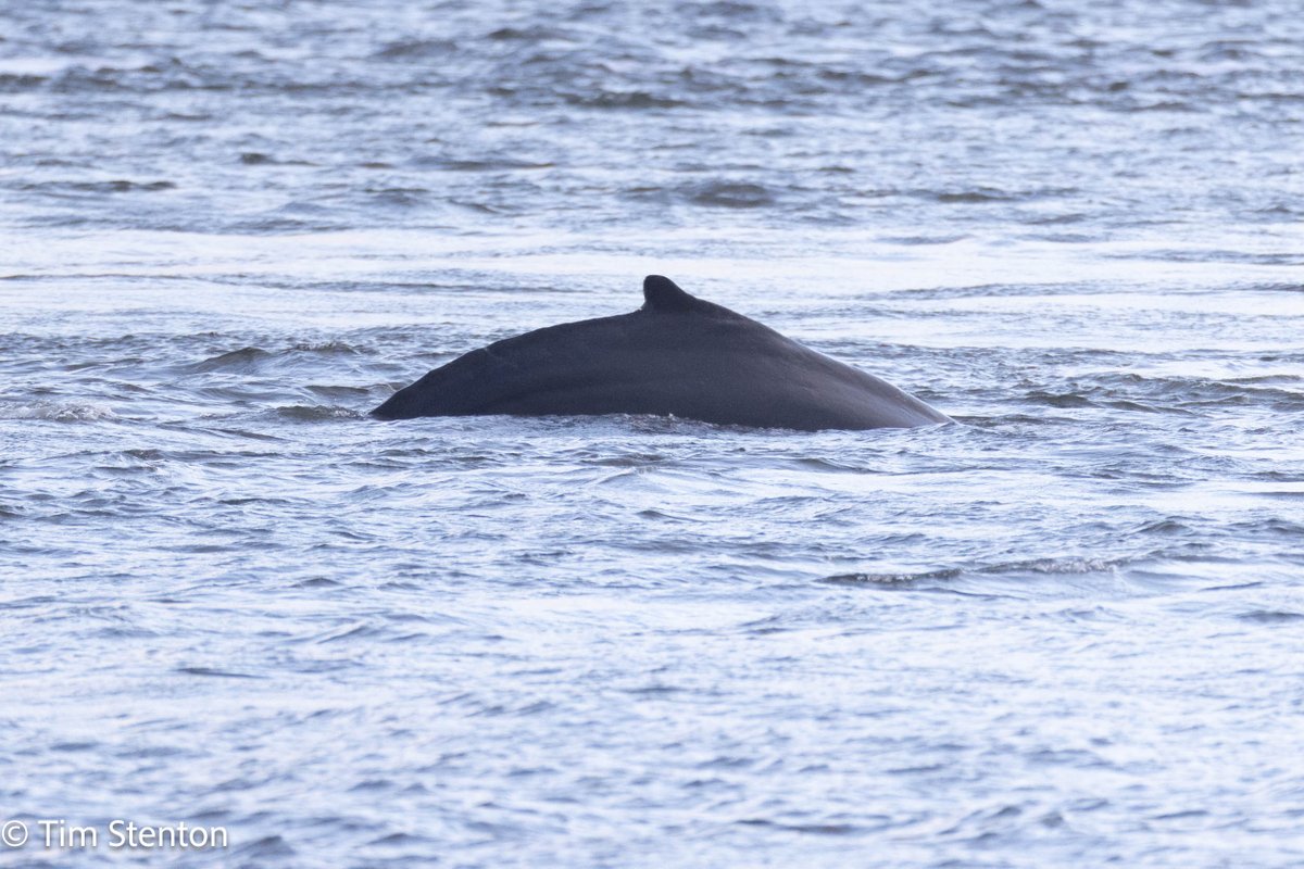 Whilst the primary id is via fluke patterns the dorsal fins of the two humpbacks seen in the Moray Firth today are quite different - the rounder one #1 has been here 3 days. @whalesorg @adoptadolphin @Dolphinsighting @ORCA_web @wildscotland #humpback #Whale #morayfirth