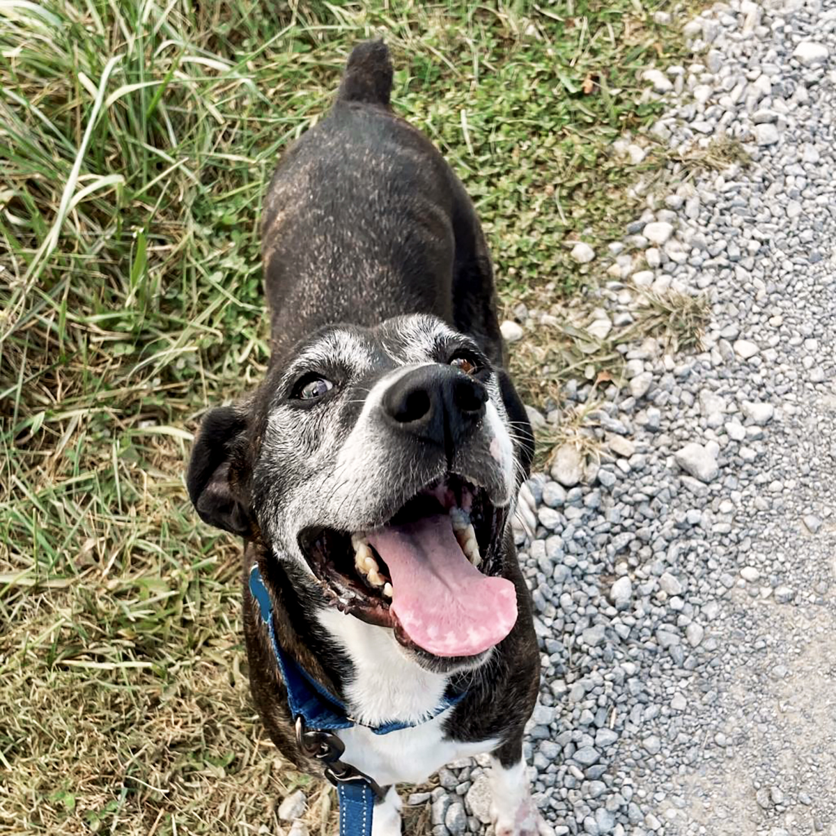 lostdogrescue's tweet photo. WHITE BOOTS &amp; WIGGLE BUTT!
This gal is made for walkin,’ car ridin,’ and meetin’ people. 

Graceful and calm, Shelby is affectionate and courteous, walks well on leash, and shows her enthusiasm through her wiggle butt. #adoptaseniordog &amp; share their joy 
https://t.co/HyVzopWkIx https://t.co/zRZgb6Wzy1