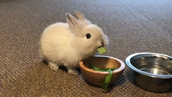RabbitEveryHour's tweet photo. https://t.co/hTD4RnIq84